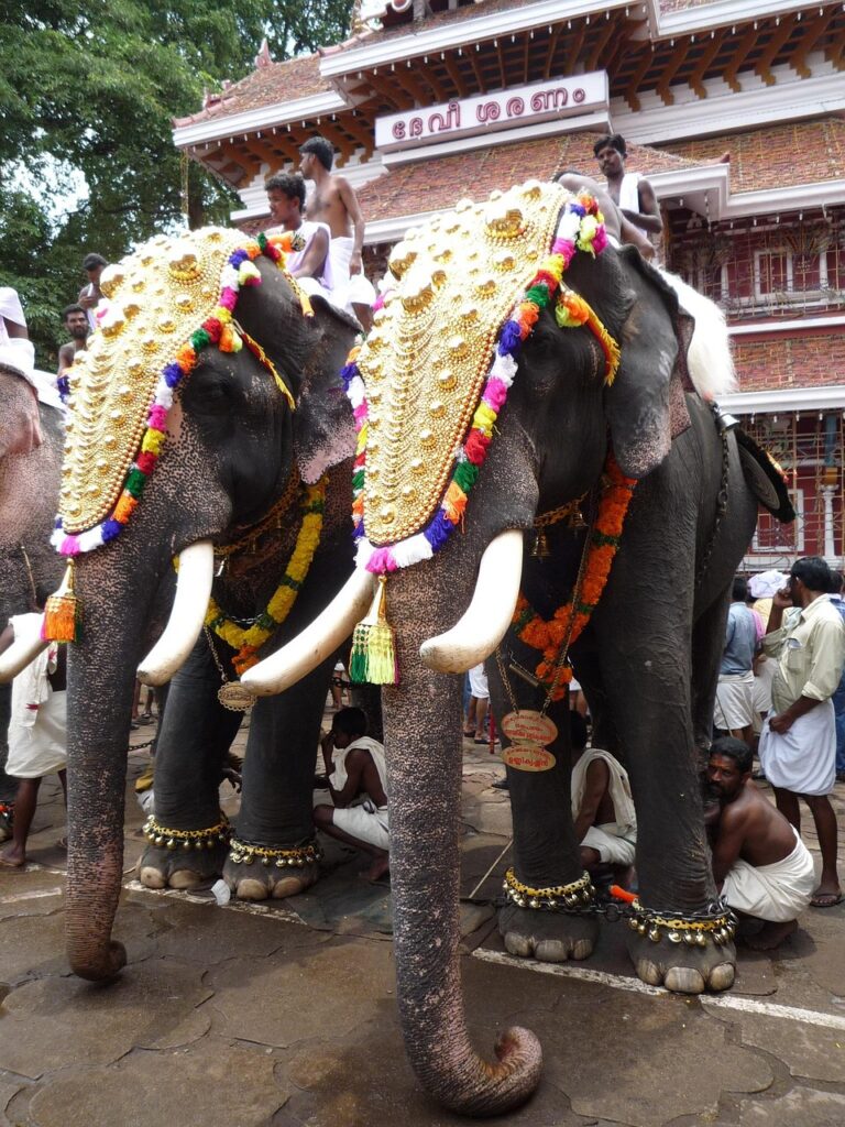 Majestic caparisoned elephants at Thrissur Pooram festival, adorned with golden headdresses and traditional parasols