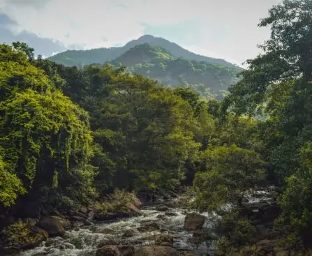Scenic view of a lush green valley with a flowing river and misty mountains in Wayanad, Kerala.